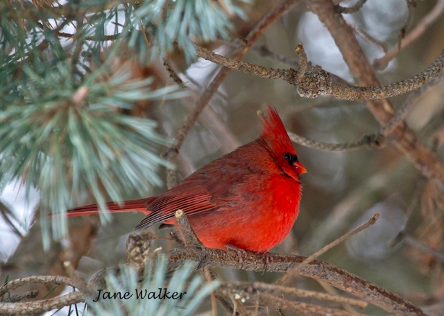 Cardinal in Pine Tree