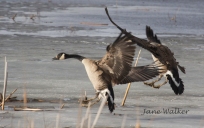 Canada Geese Landing