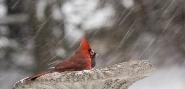 Cardinal and Junco "sharing" black-oiled sunflower seeds.