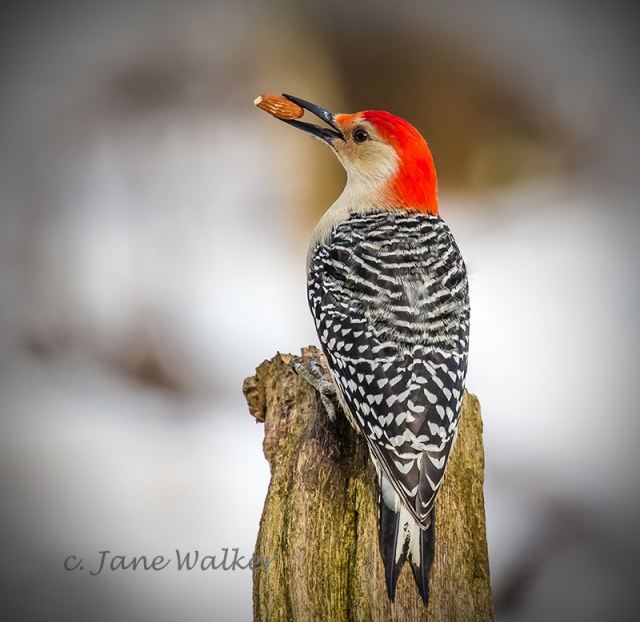 CP1-Red Bellied Woodpecker at Lynde Shores-Colour Print Entry