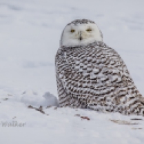 NZ1-Snowy Owl-Nature Zoology2