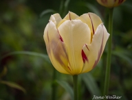 Light Yellow and Red Tulip