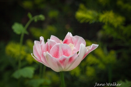 Pretty Pink Tulip