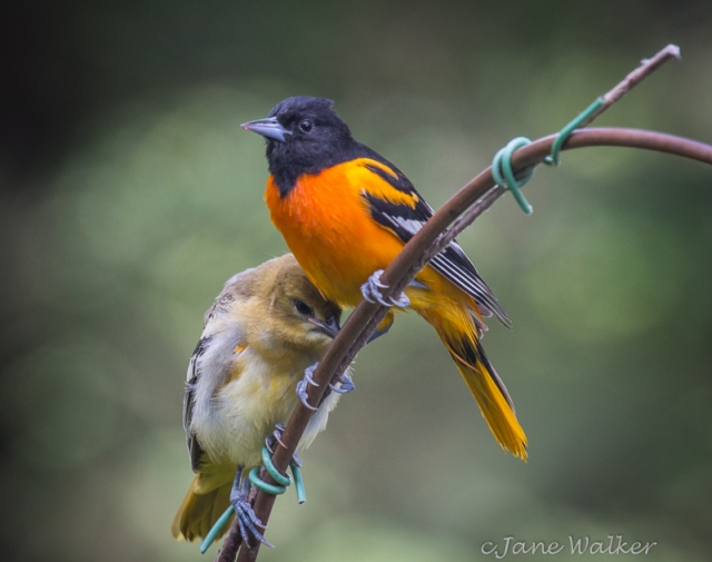 Male Baltimore Oriole and Baby while Feeding