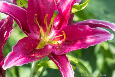 A late Asiatic Lily