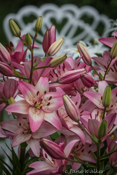 Pink Asiatic Day Lilies