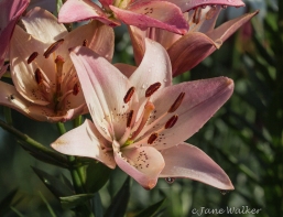 Pink Day Lily