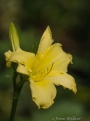 Yelllow Day Lily